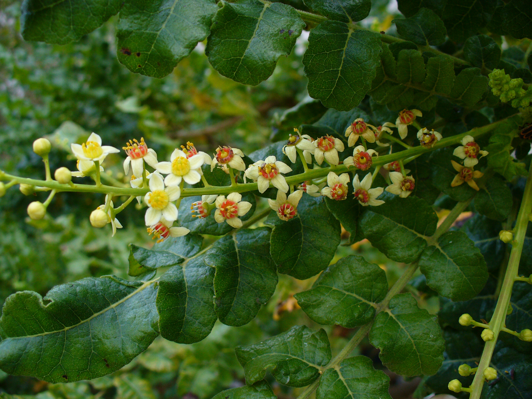 Boswellia sacra tree growing in the mountains of Oman